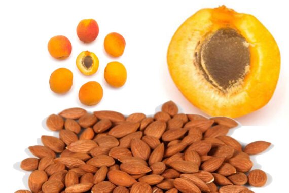 Apricot Kernel Organic Raw - Bigger Seeds - %100 Organic Certified, Raw, Non-GMO, Kosher, Vegan, Gluten-Free, Fresh and Clean – Natural Source of Vitamin B17 & B15 - Image 4
