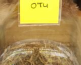 Organic Chamerion angustifolium Dry Herb infections, treatment of inflammation of the ear, nose, and throat - Image 2