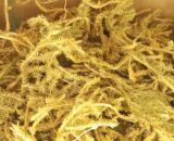 Lycopodium clavatum (Local name wolf's paw herb) for the liver, urinary and digestive disorders